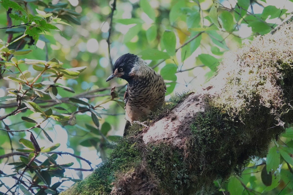 Spotted Laughingthrush - ML622907434