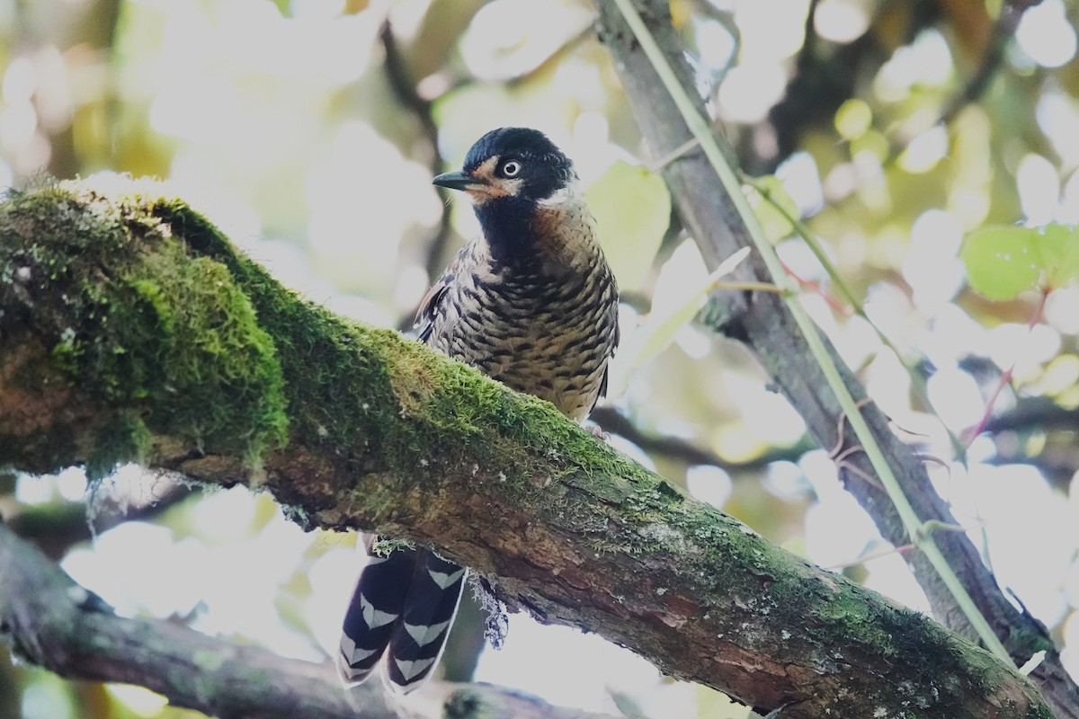 Spotted Laughingthrush - ML622907435