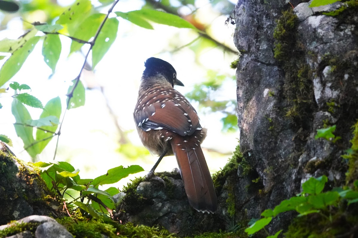 Spotted Laughingthrush - ML622907437