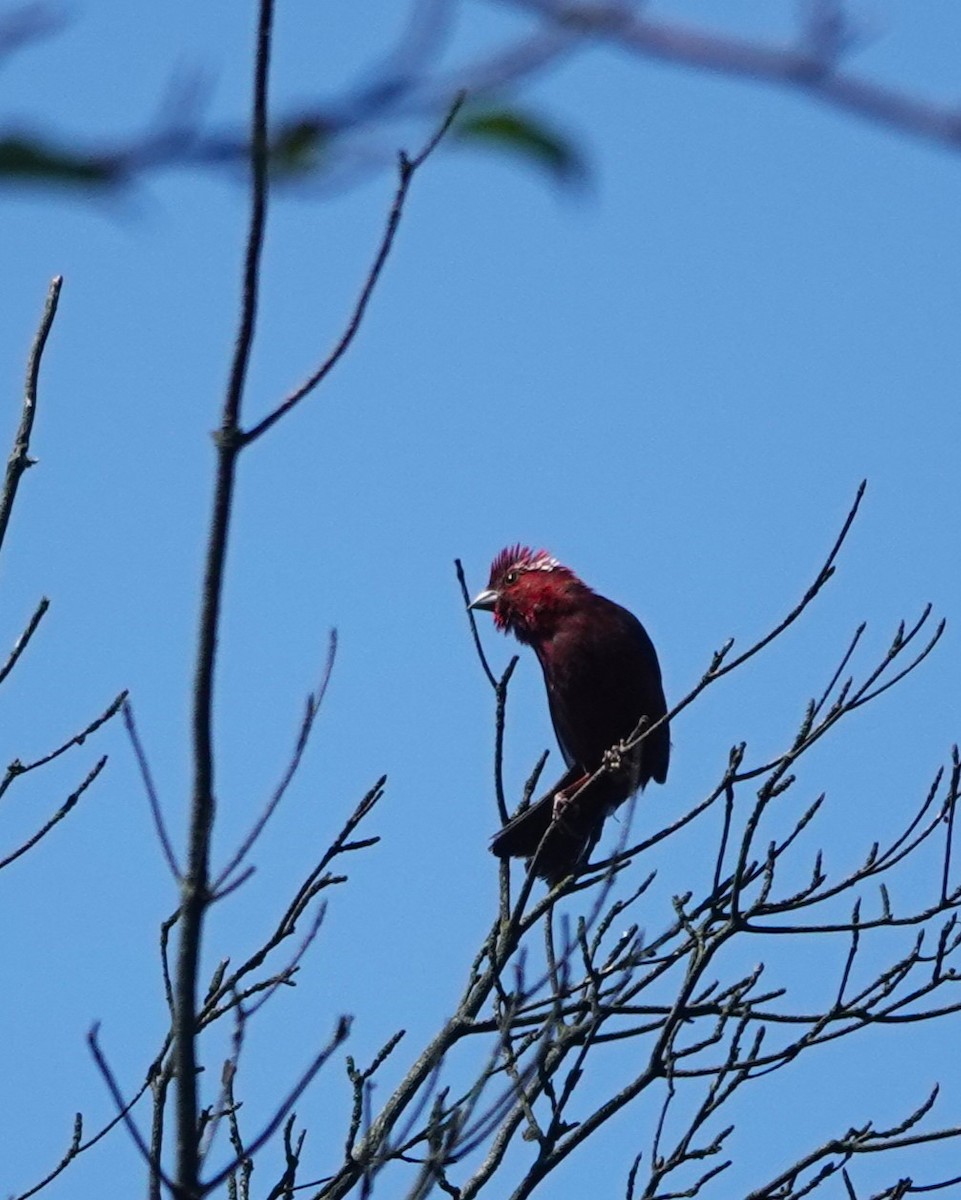 Vinaceous Rosefinch - Marianne Fan