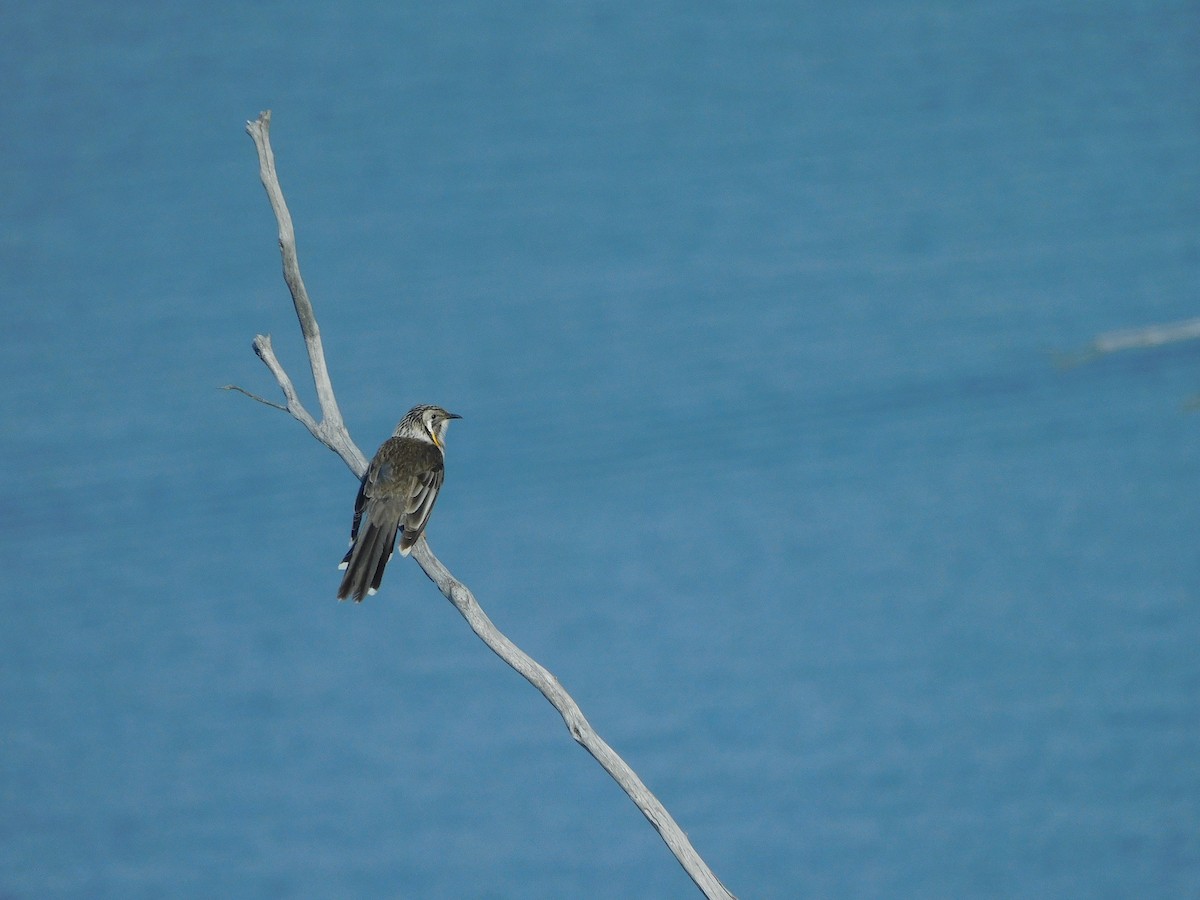 Yellow Wattlebird - ML622907456