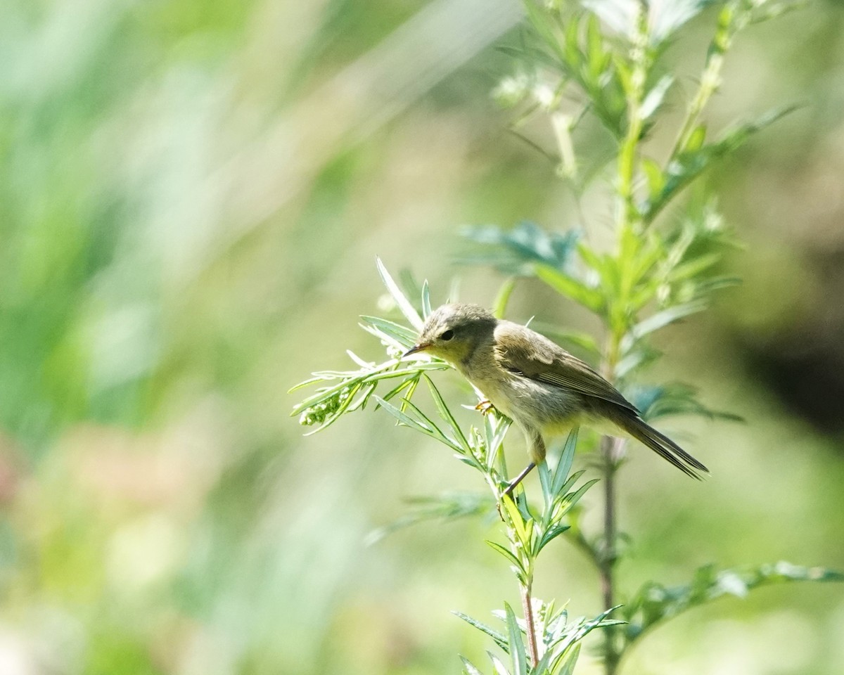 Yellowish-bellied Bush Warbler - ML622907471