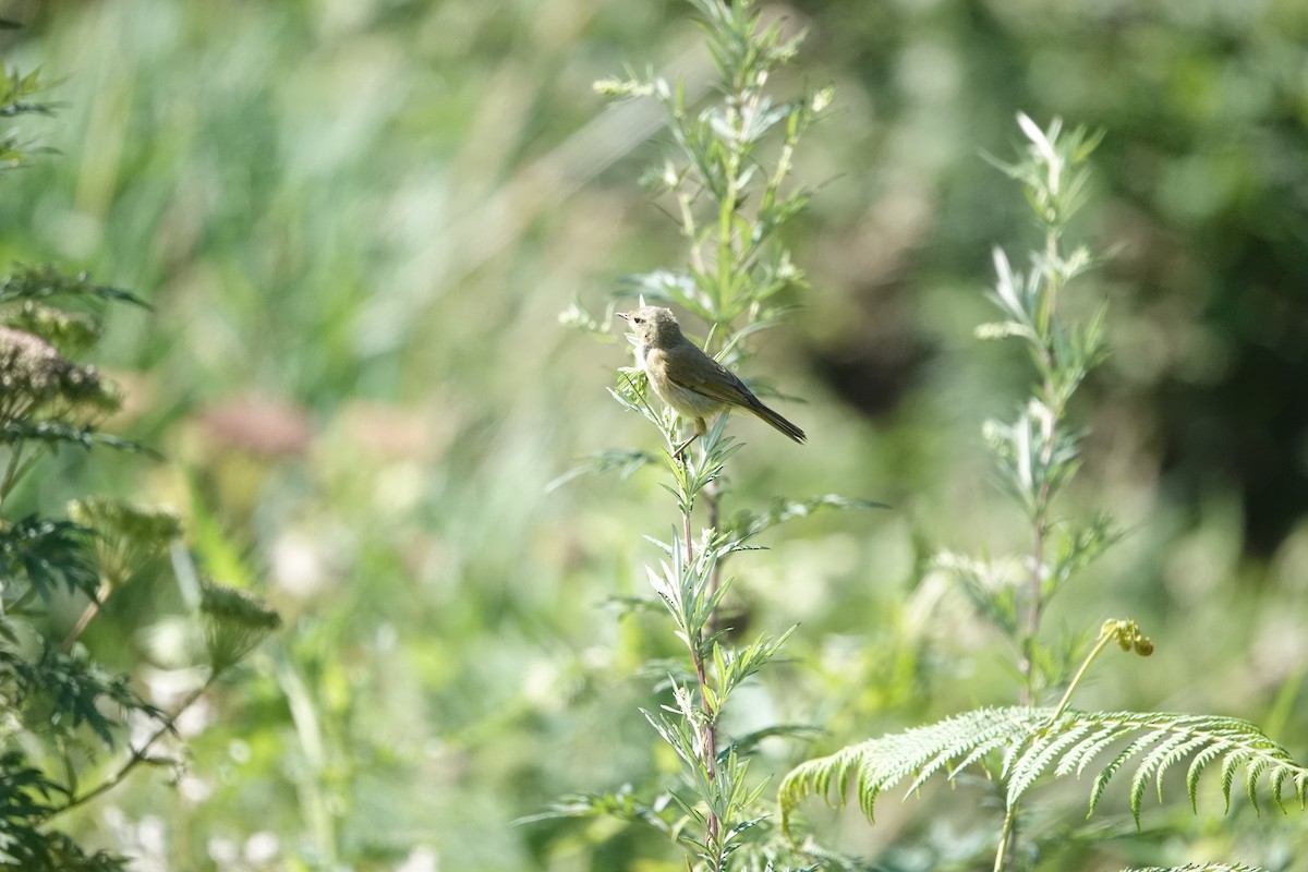 Yellowish-bellied Bush Warbler - Marianne Fan