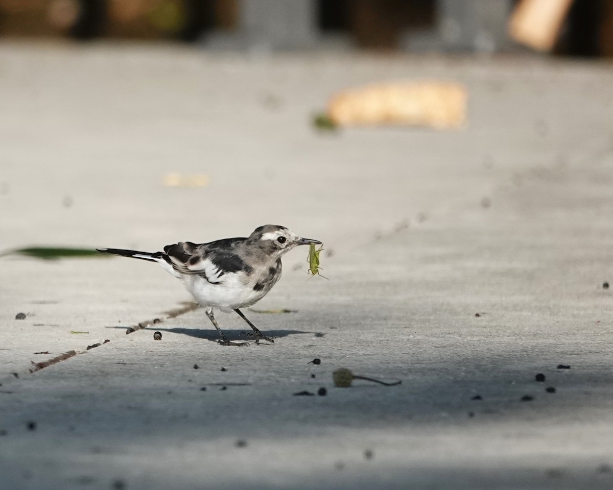 White Wagtail - ML622907487