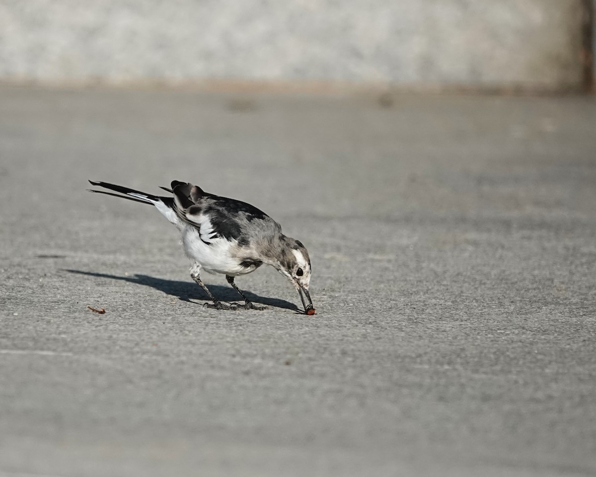 White Wagtail - ML622907493