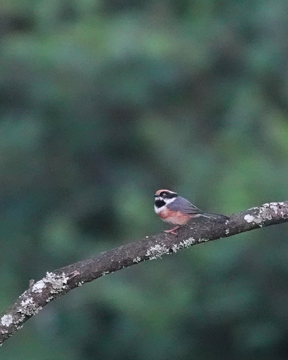 Black-throated Tit - ML622907501