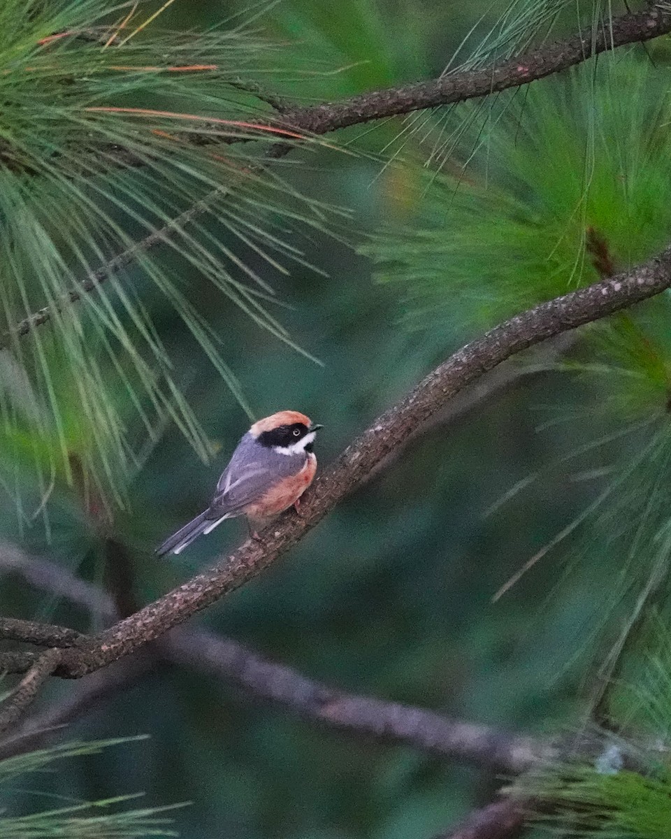 Black-throated Tit - Marianne Fan