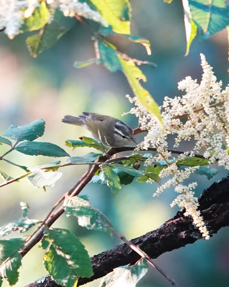 Claudia's Leaf Warbler - ML622907506