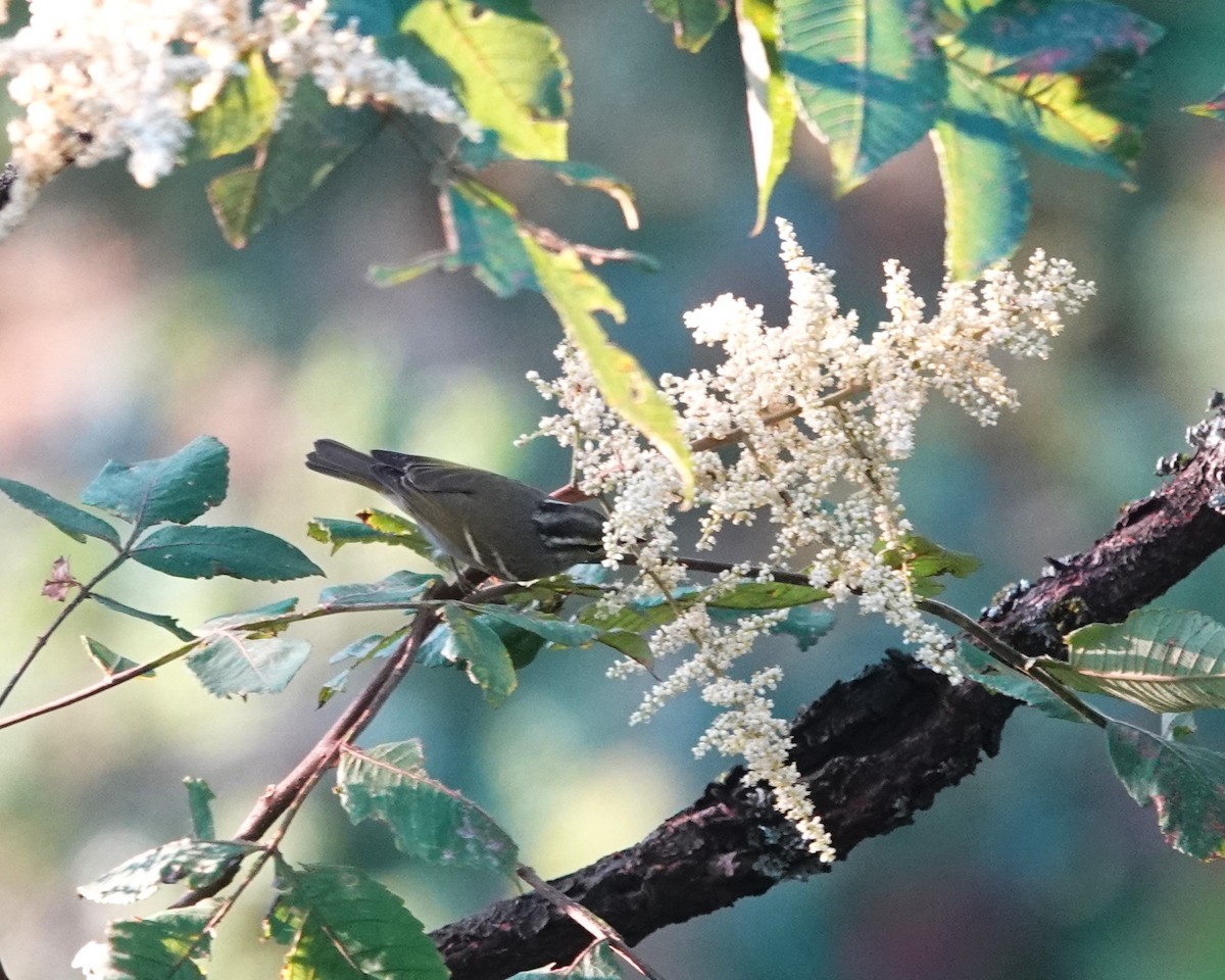 Claudia's Leaf Warbler - ML622907507