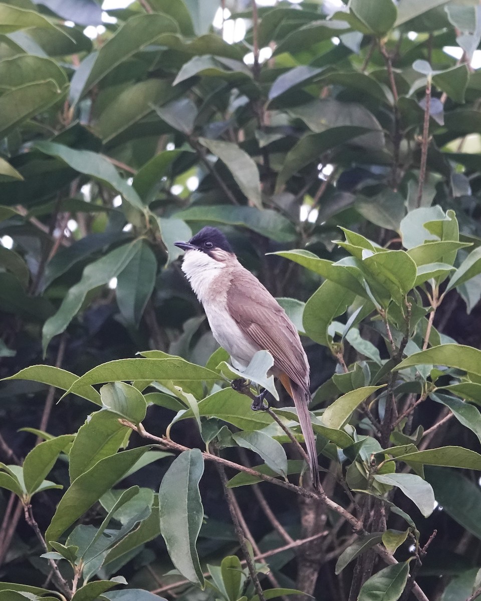 Bulbul à poitrine brune - ML622907510