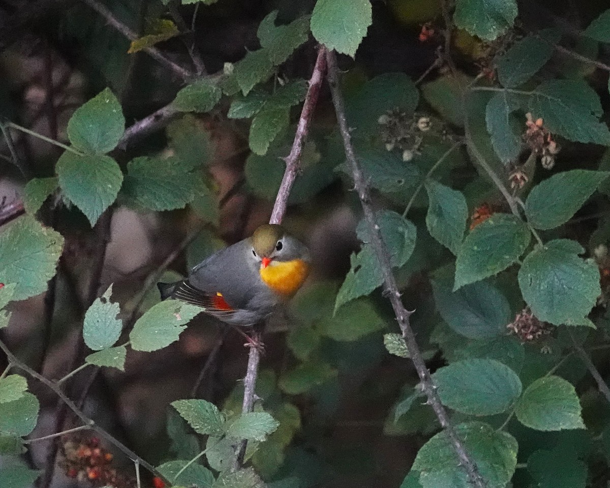 Red-billed Leiothrix - ML622907518