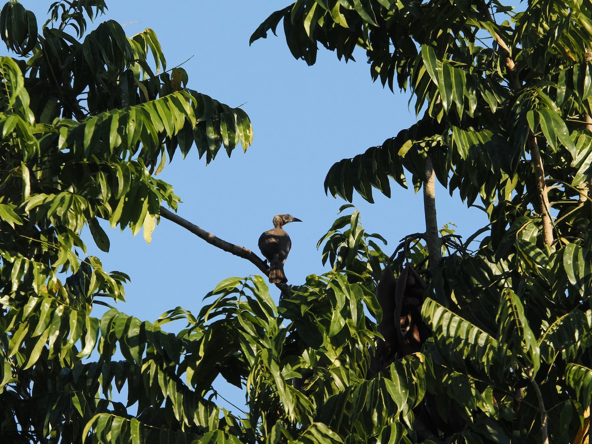 Helmeted Friarbird - Tony Richards