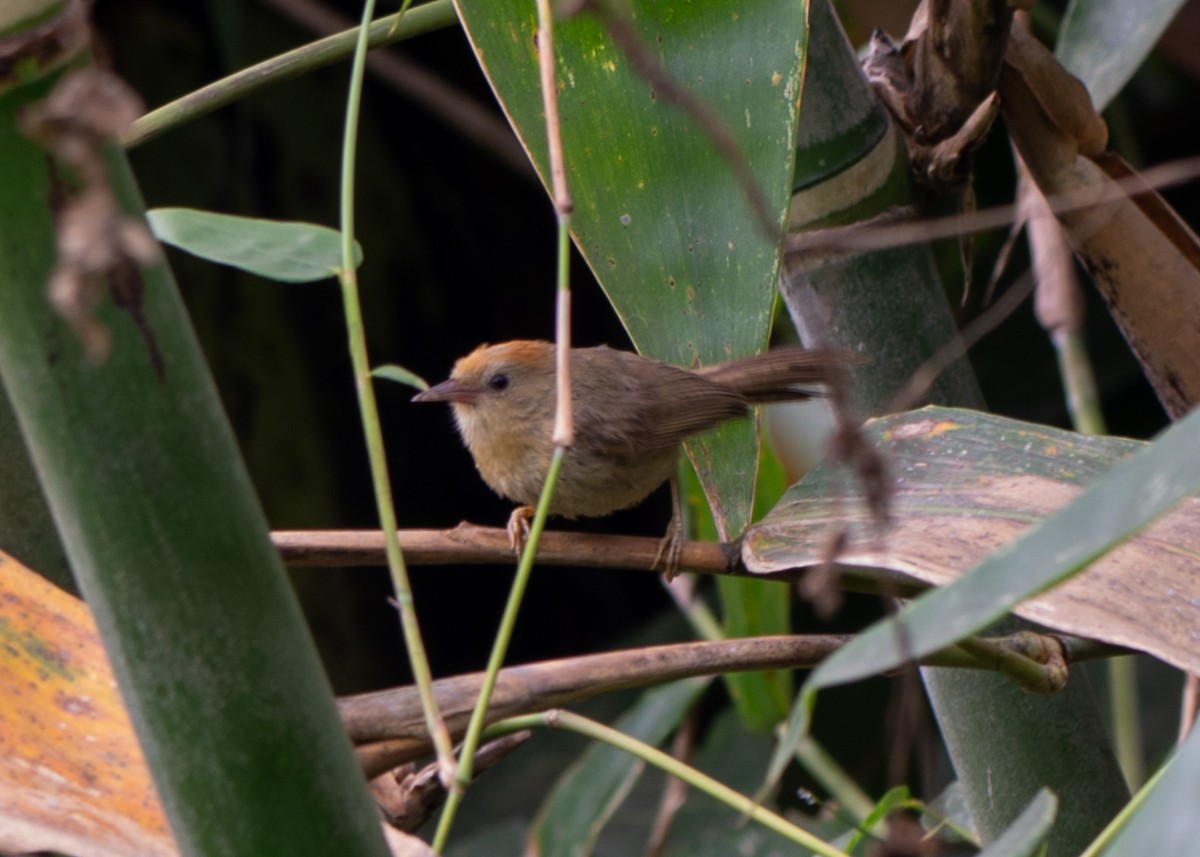 Rufous-capped Babbler - ML622907604