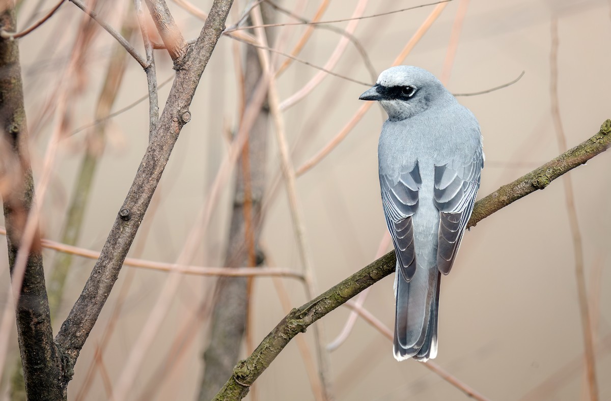 White-bellied Cuckooshrike - ML622907620