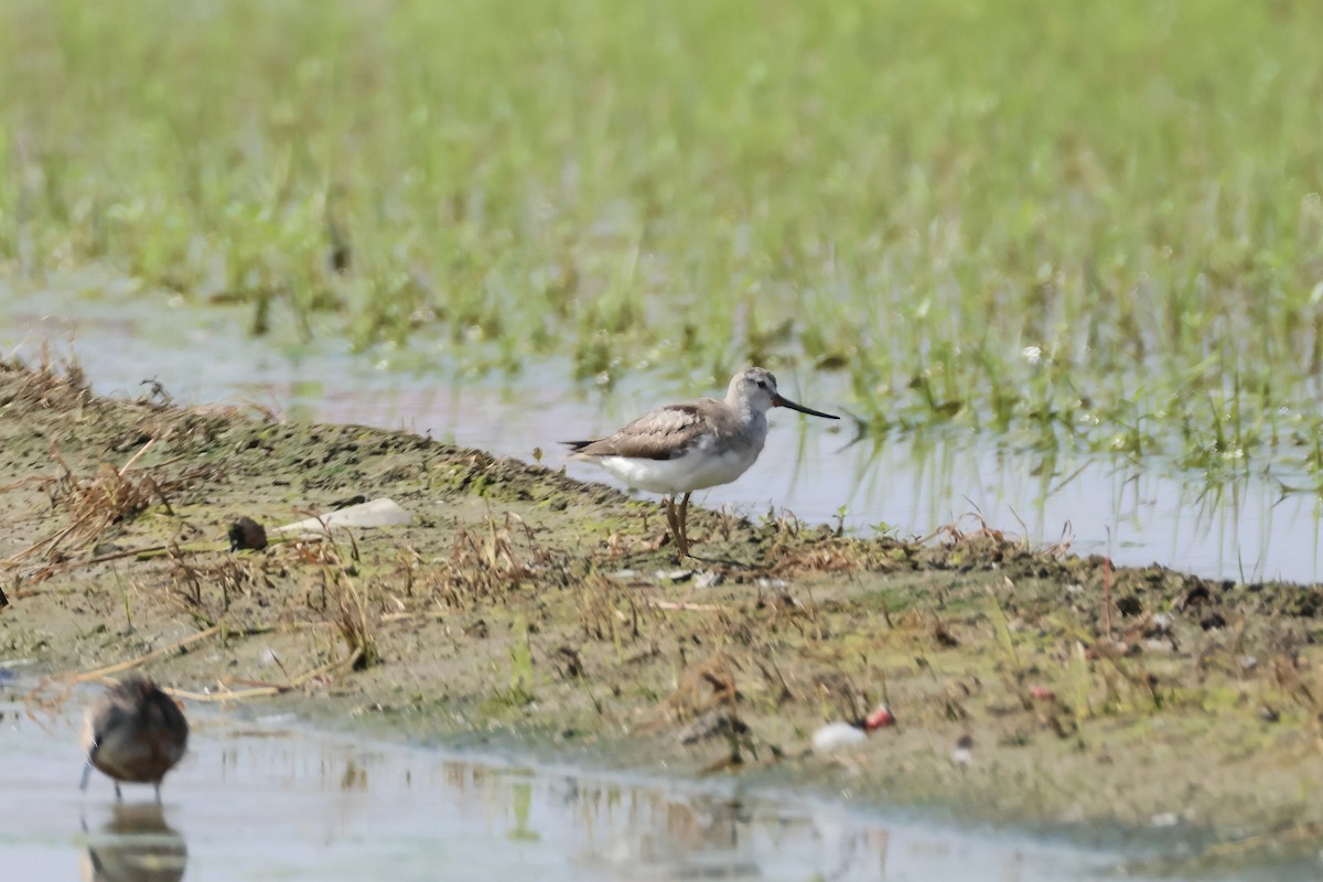 Terek Sandpiper - RIIO LU