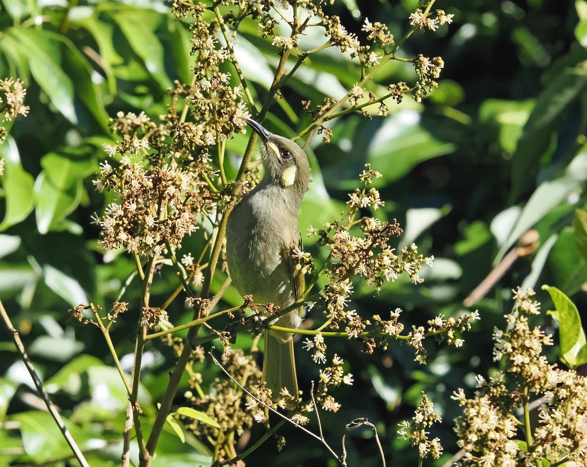 Yellow-spotted Honeyeater - ML622907634