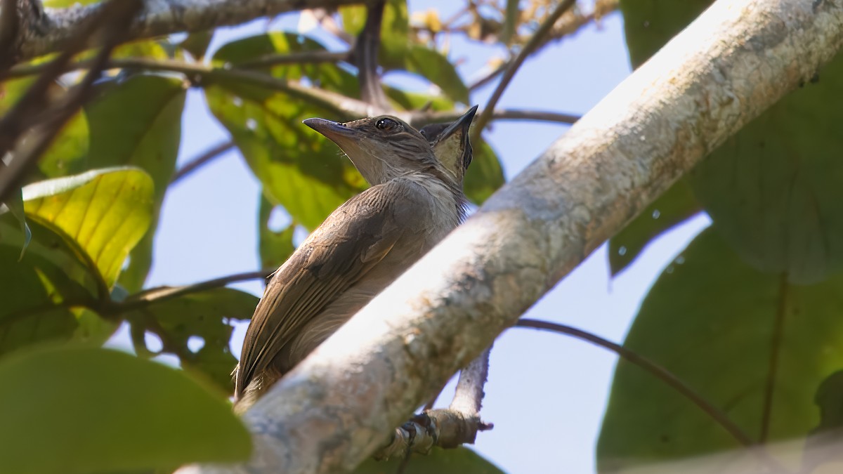 Bulbul aux yeux rouges - ML622907715