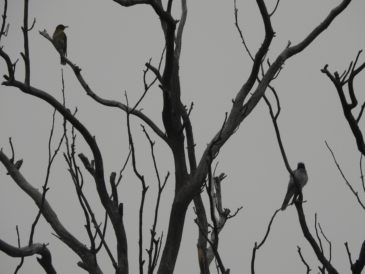 Black-faced Cuckooshrike - ML622907765