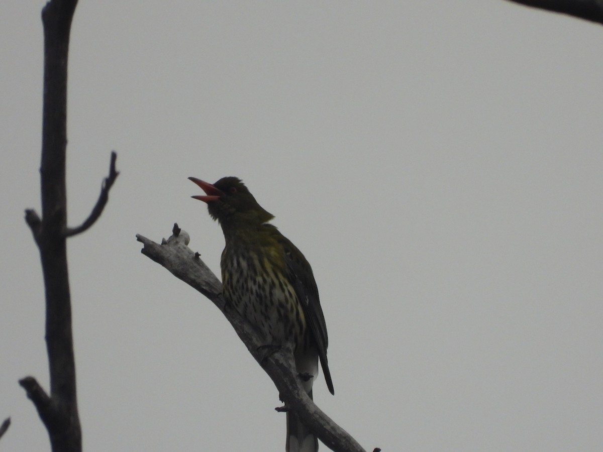 Olive-backed Oriole - ML622907768