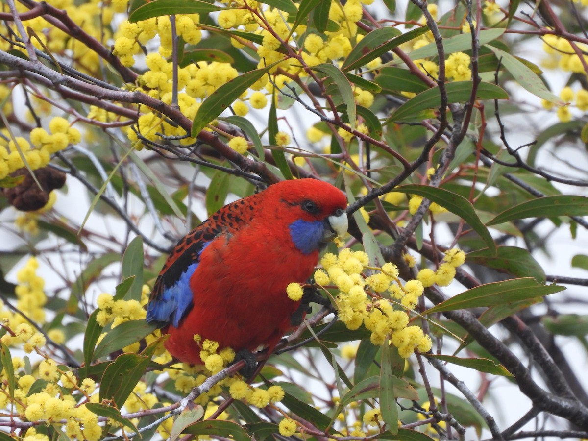 Crimson Rosella - ML622907775