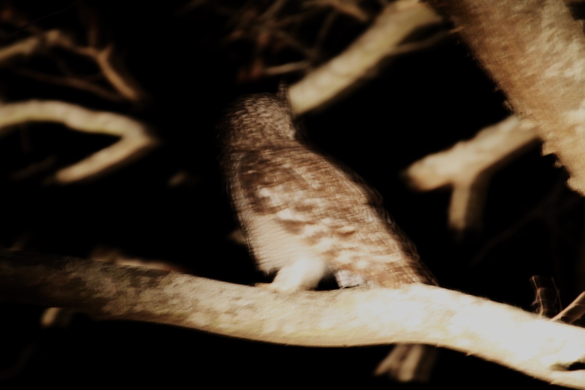 Spotted Eagle-Owl - ML622907830