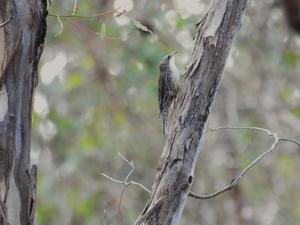 White-throated Treecreeper - ML622907839