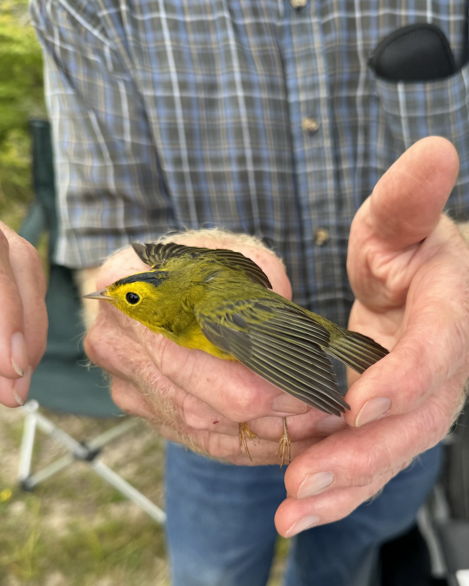 Wilson's Warbler - Sue Kurtz