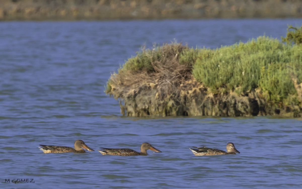 Northern Shoveler - ML622907850