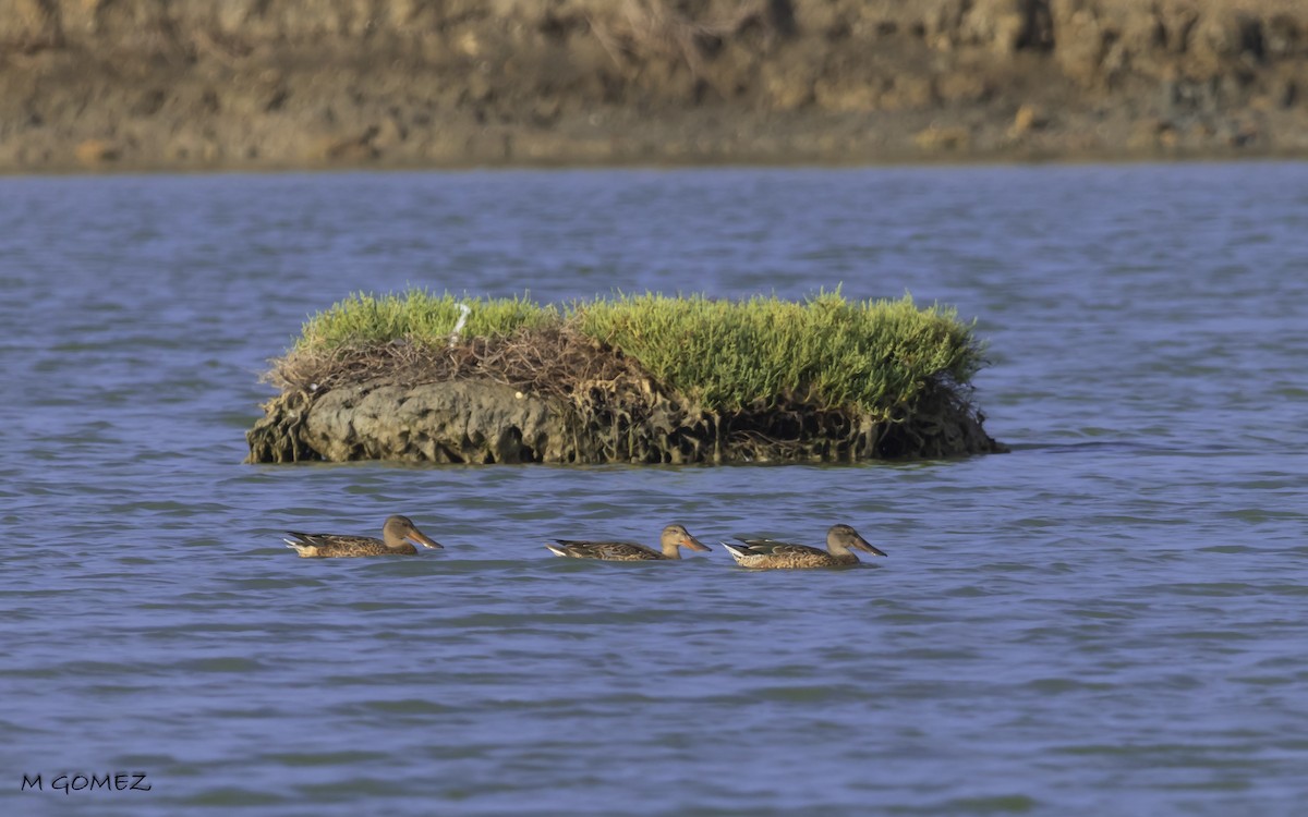 Northern Shoveler - Manuel Gomez Carvajal