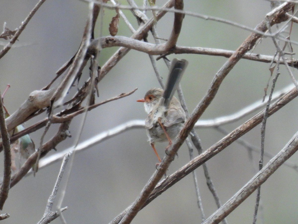 Superb Fairywren - ML622907861