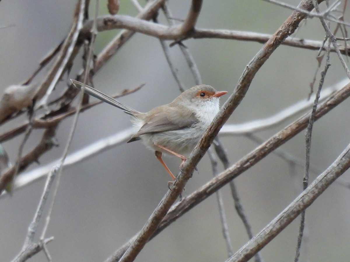 Superb Fairywren - ML622907862