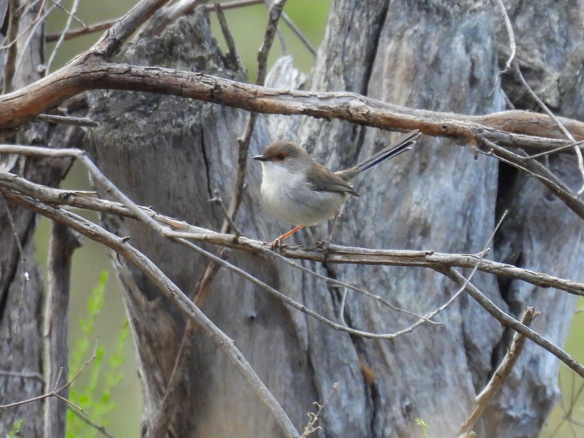 Superb Fairywren - ML622907863