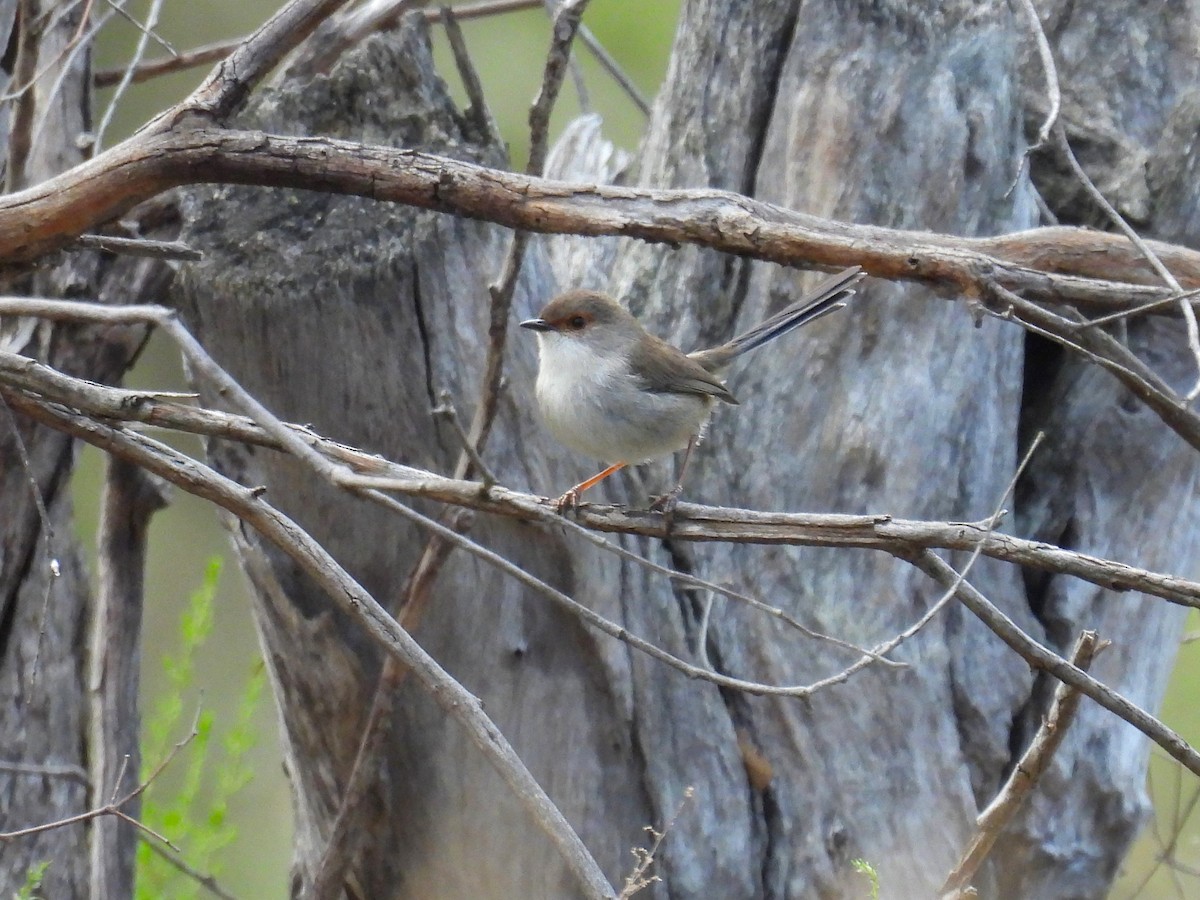 Superb Fairywren - Helen Erskine-Behr