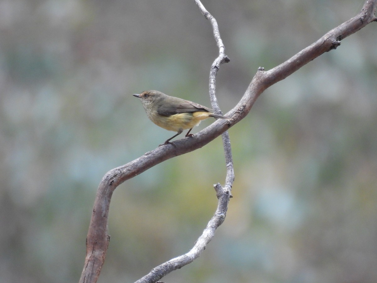 Buff-rumped Thornbill - ML622907908