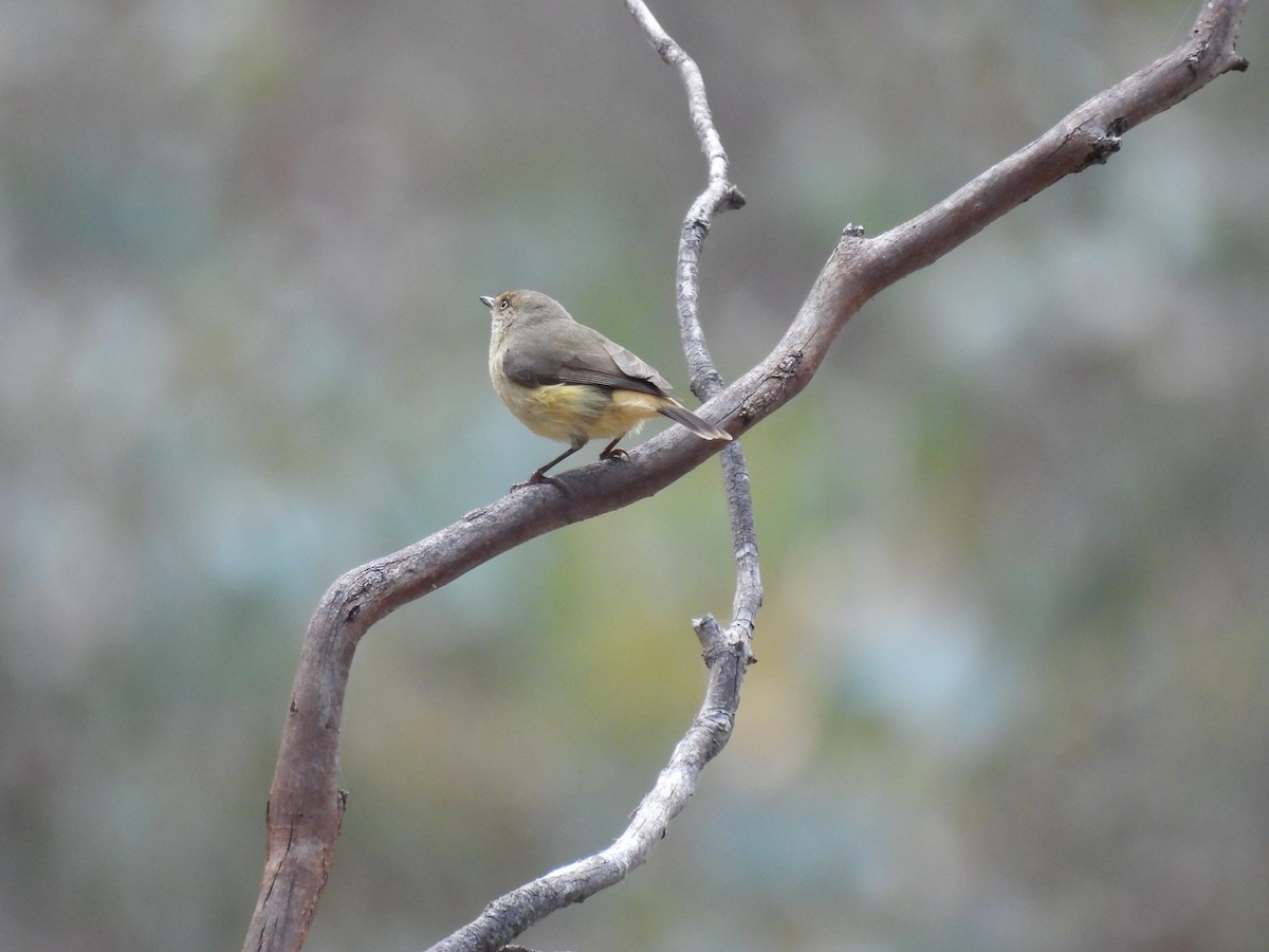 Buff-rumped Thornbill - ML622907909