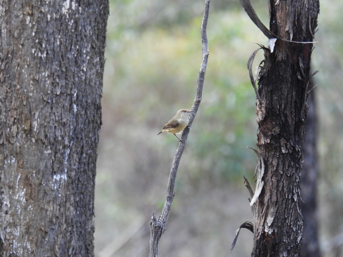 Buff-rumped Thornbill - ML622907910