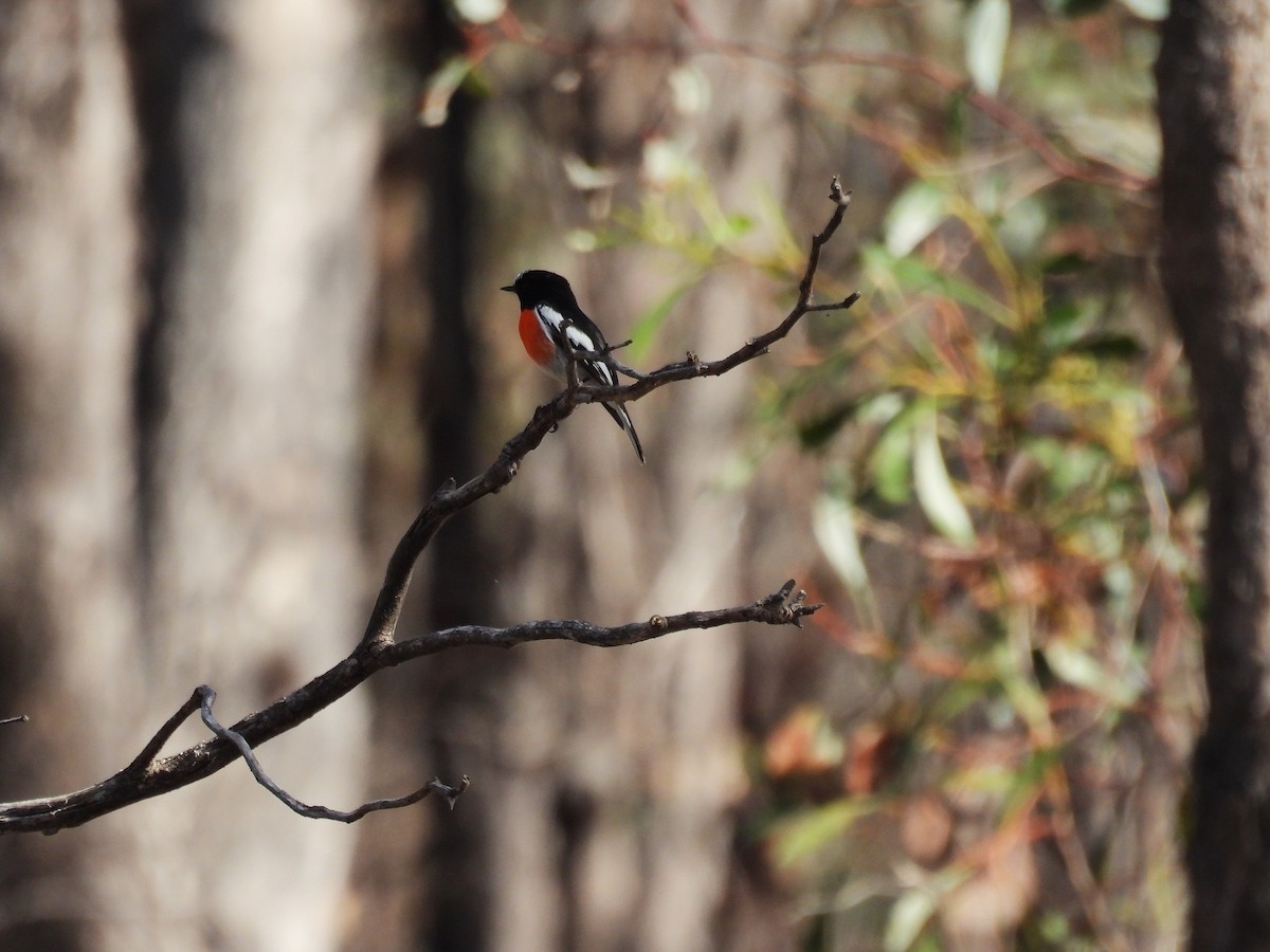 Scarlet Robin - ML622907915