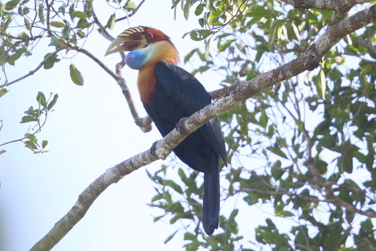 Sumba Hornbill - ML622908023