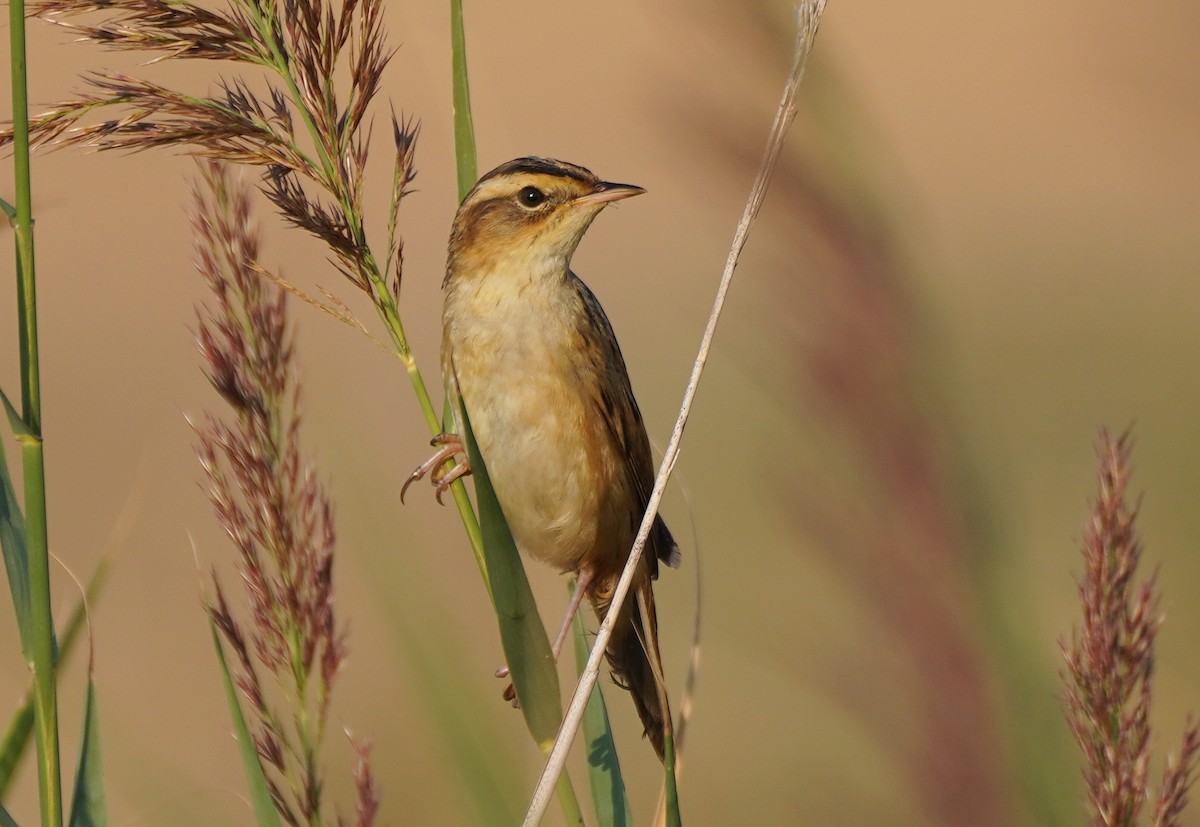 Aquatic Warbler - Javier Train Garcia