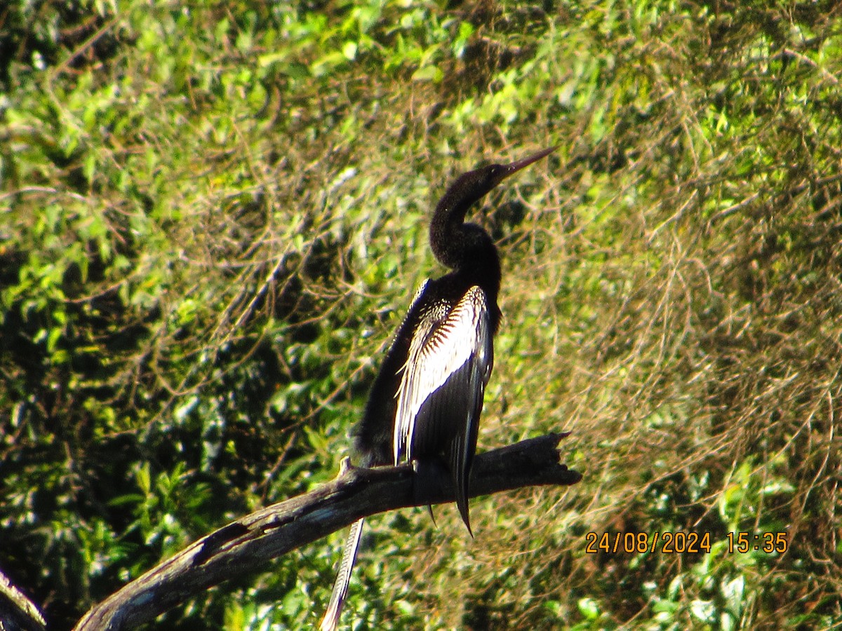 Anhinga - ML622908079