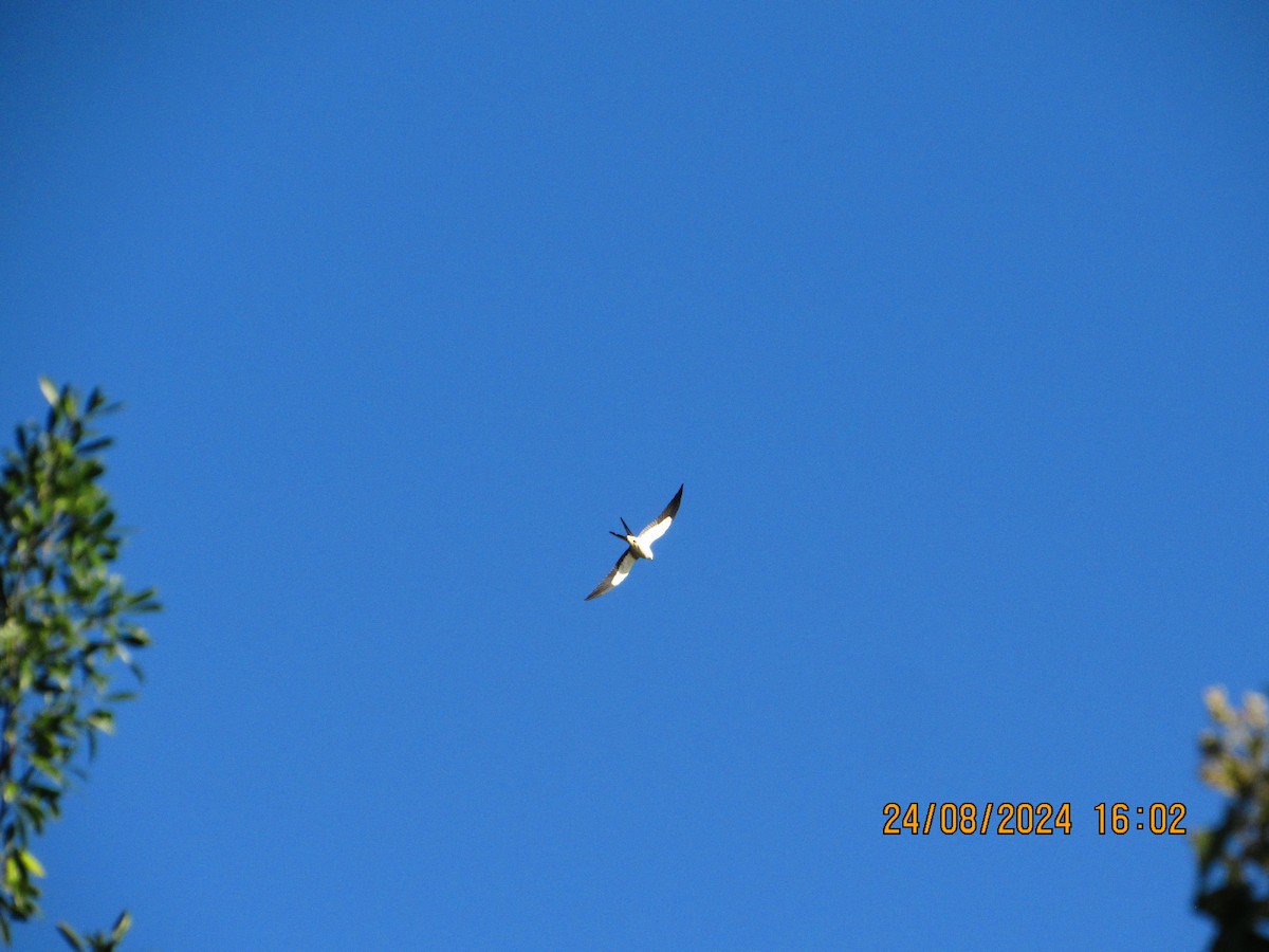 Swallow-tailed Kite - ML622908086