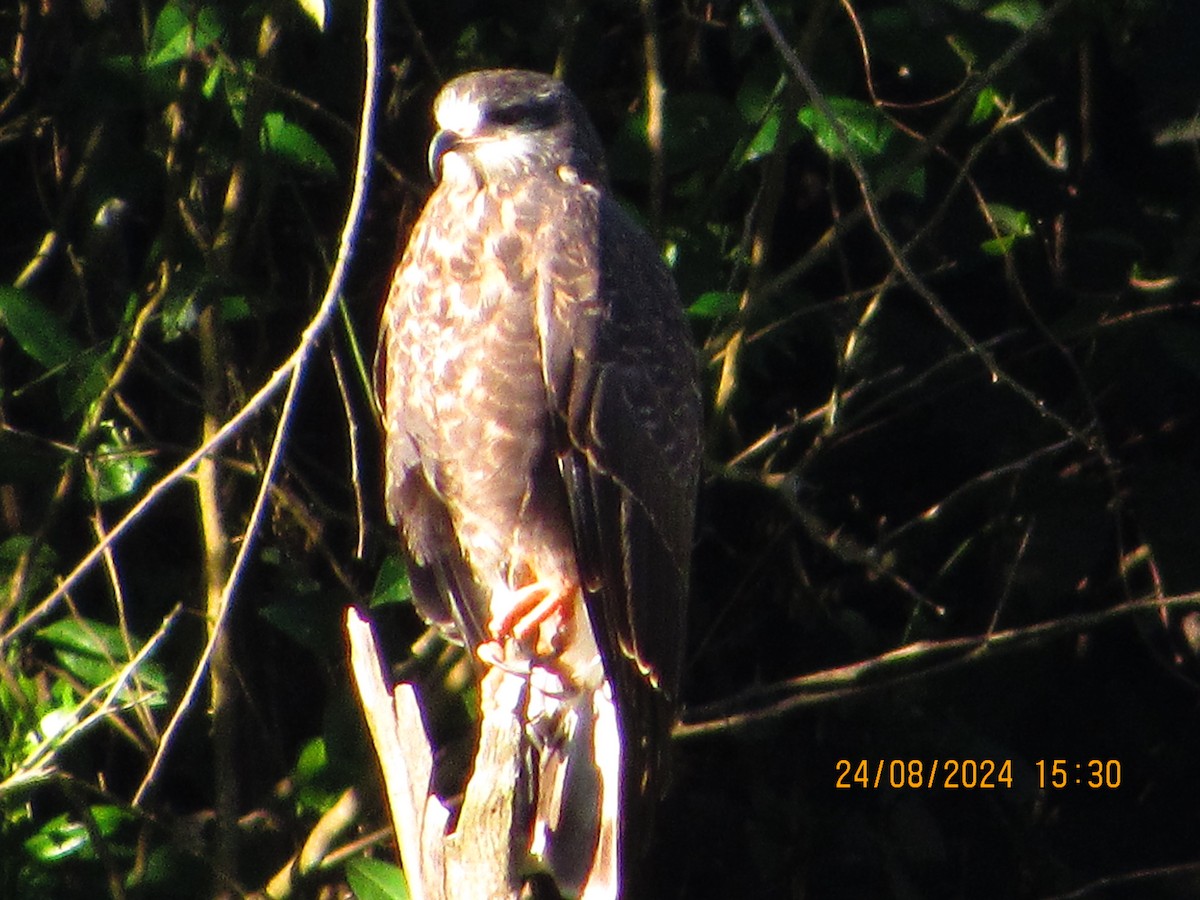 Snail Kite - ML622908102