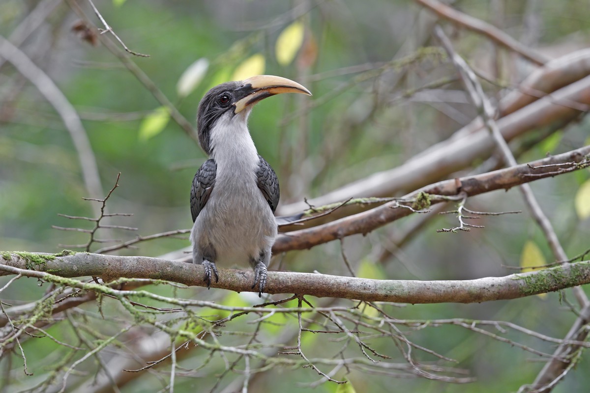 Sri Lanka Gray Hornbill - Marco Valentini