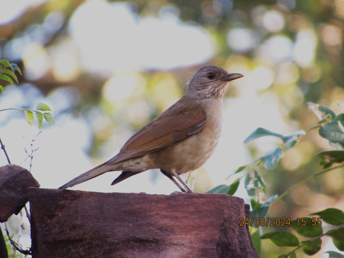 Pale-breasted Thrush - ML622908117