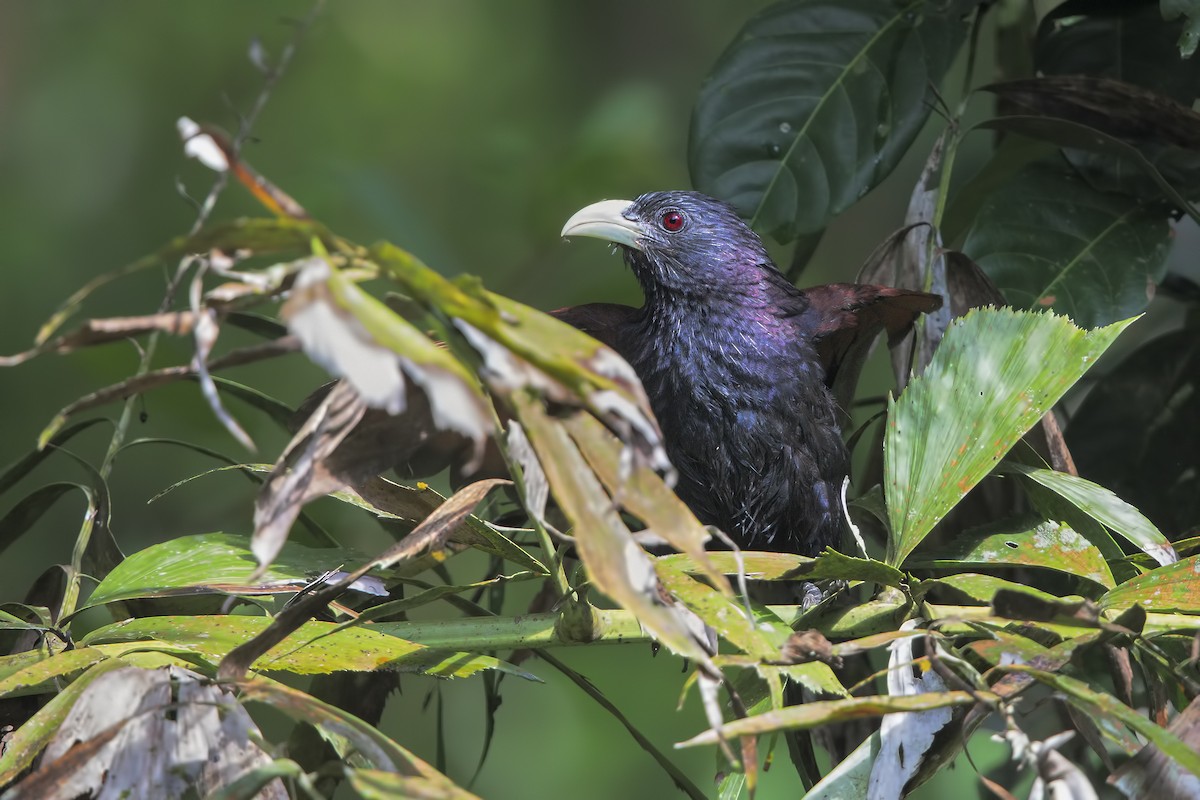 Green-billed Coucal - ML622908118