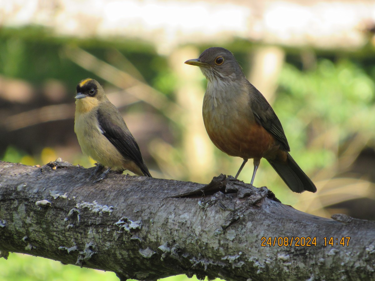 Rufous-bellied Thrush - ML622908120