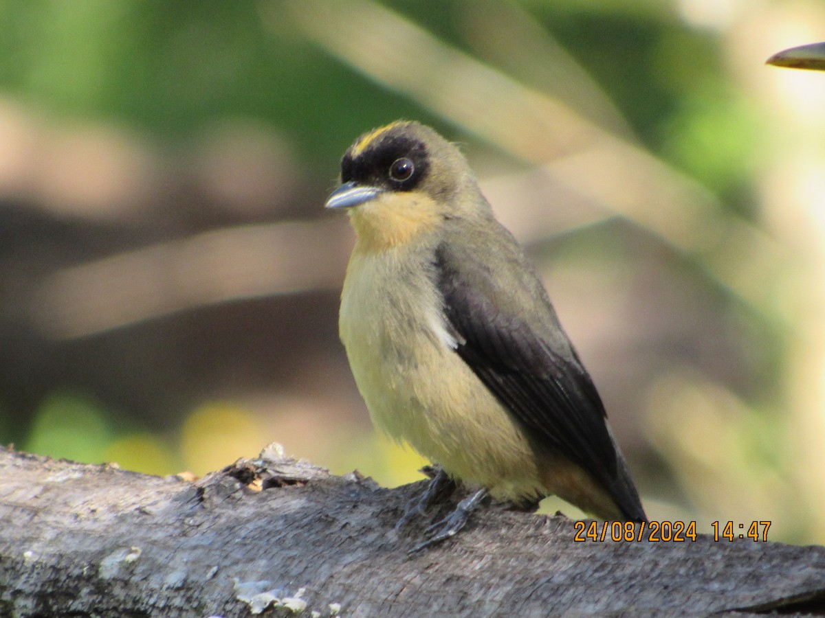 Black-goggled Tanager - ML622908129