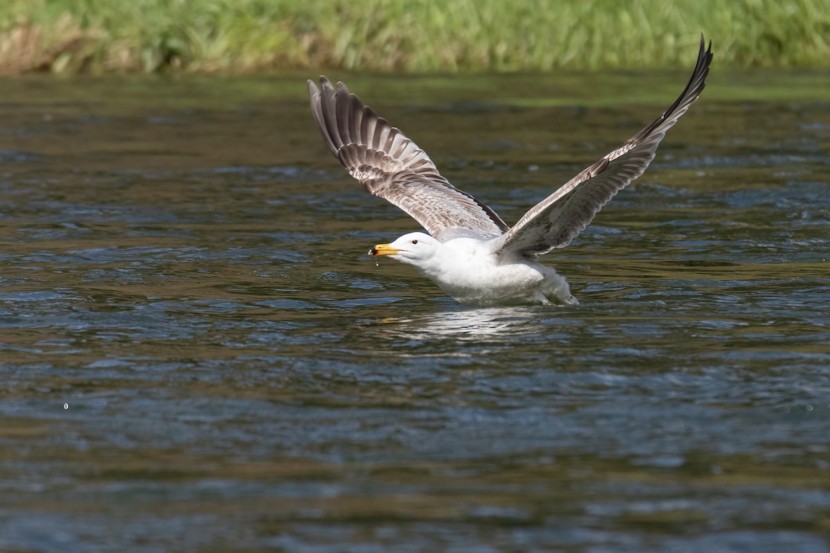 Caspian Gull - Jozef Horvát