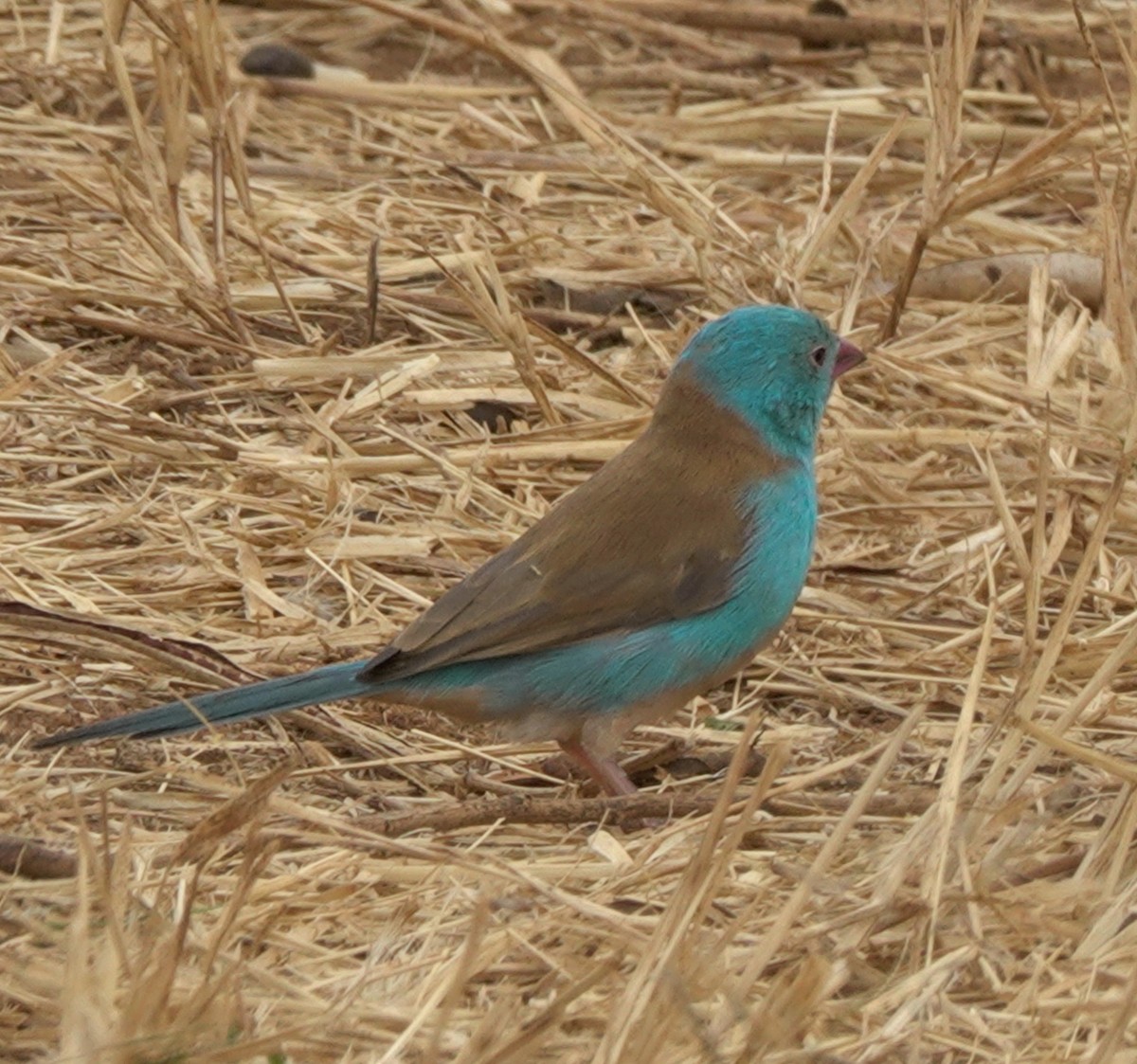 Blue-capped Cordonbleu - edgar cleijne