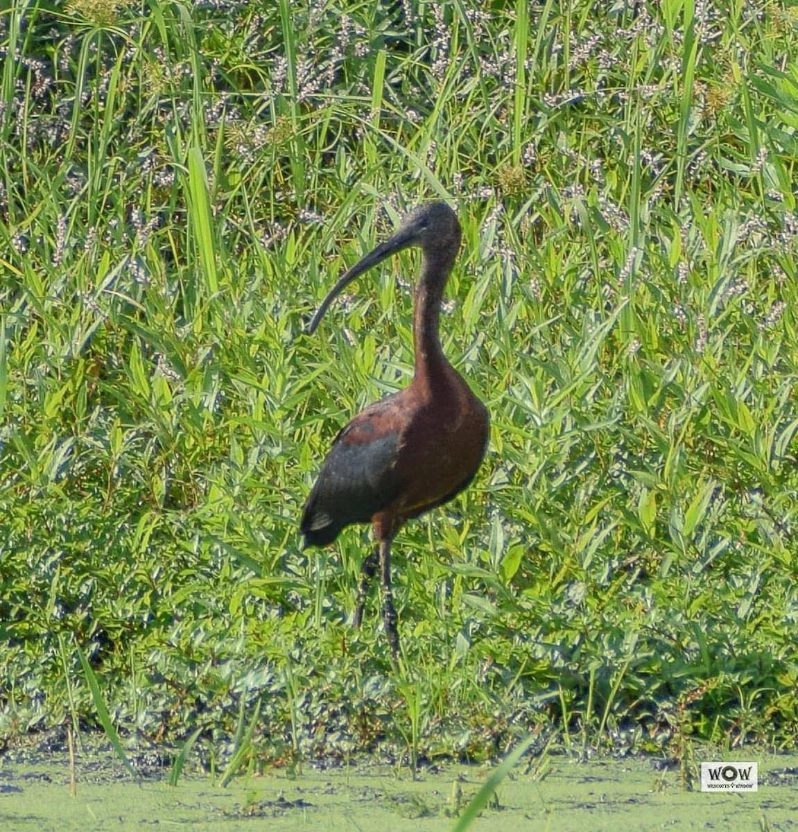Glossy Ibis - WNY Records